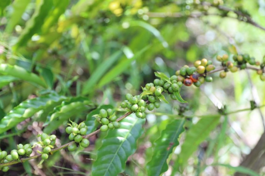 Sepror Cafe Robusta Amazonico Foto Emerson Martins 1024x682 1