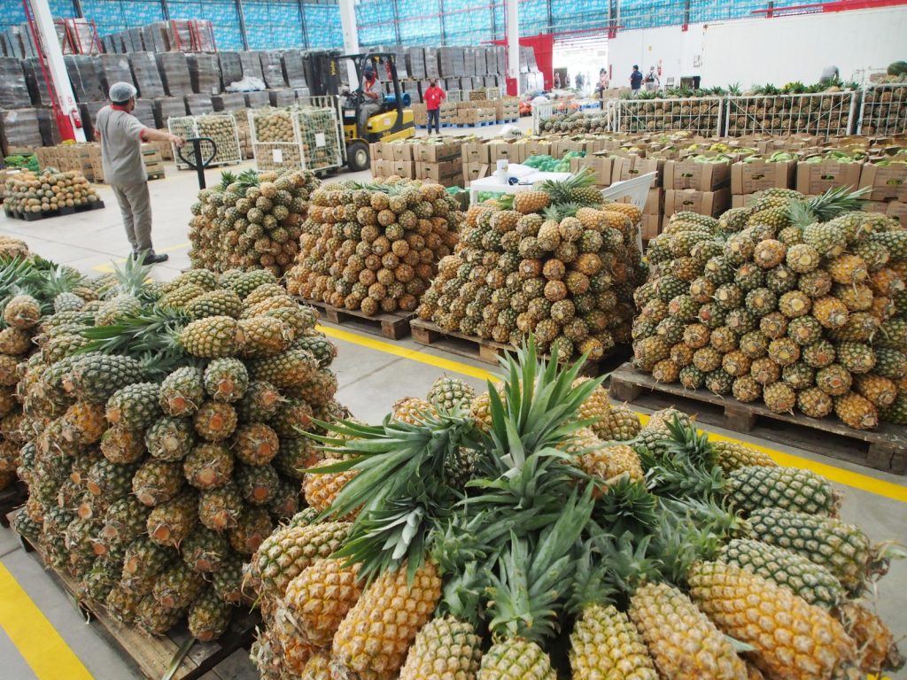 Via Preme: ADS destina mais de 147 toneladas de alimentos à rede estadual de ensino após recesso escolar Portal o Judiciário ADS Coleta e separacao de alimentos pelo Preme Foto Divulgacao ADS 2 1024x768 1