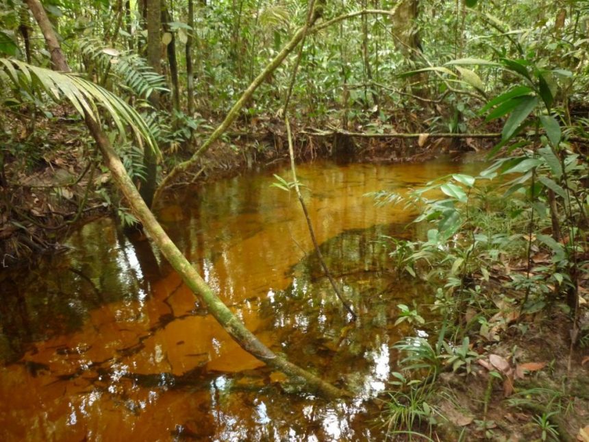 FAPEAM Origens dos fluxos de agua e as possiveis alteracoes da qualidade relacionadas a urbanizacao FOTO SAVIO FERREIRA 2 1024x768 1