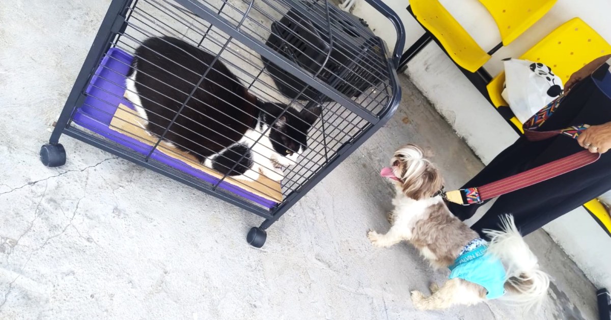 Antes da dose, campanha antirrábica de Manaus verifica saúde e manejo dos animais