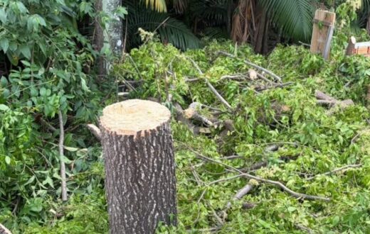 Dois são encaminhados à Dema após limpeza de terreno em área de preservação de Manaus