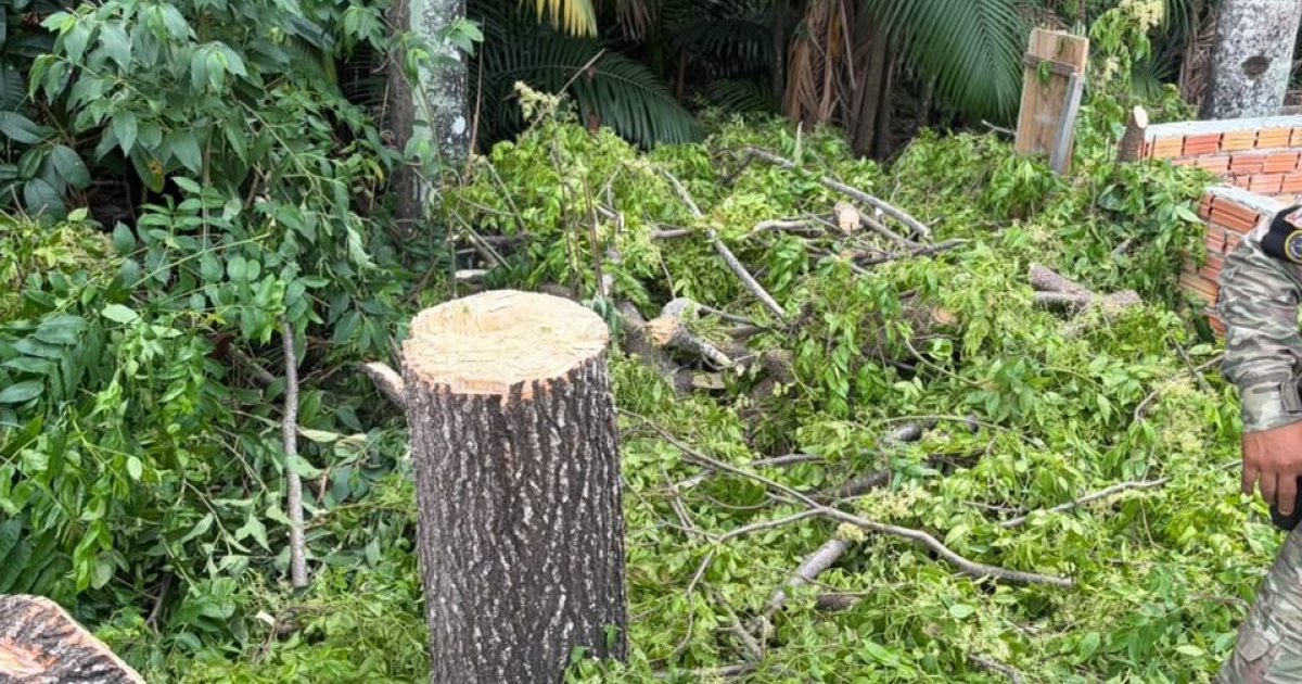 Dois são encaminhados à Dema após limpeza de terreno em área de preservação de Manaus